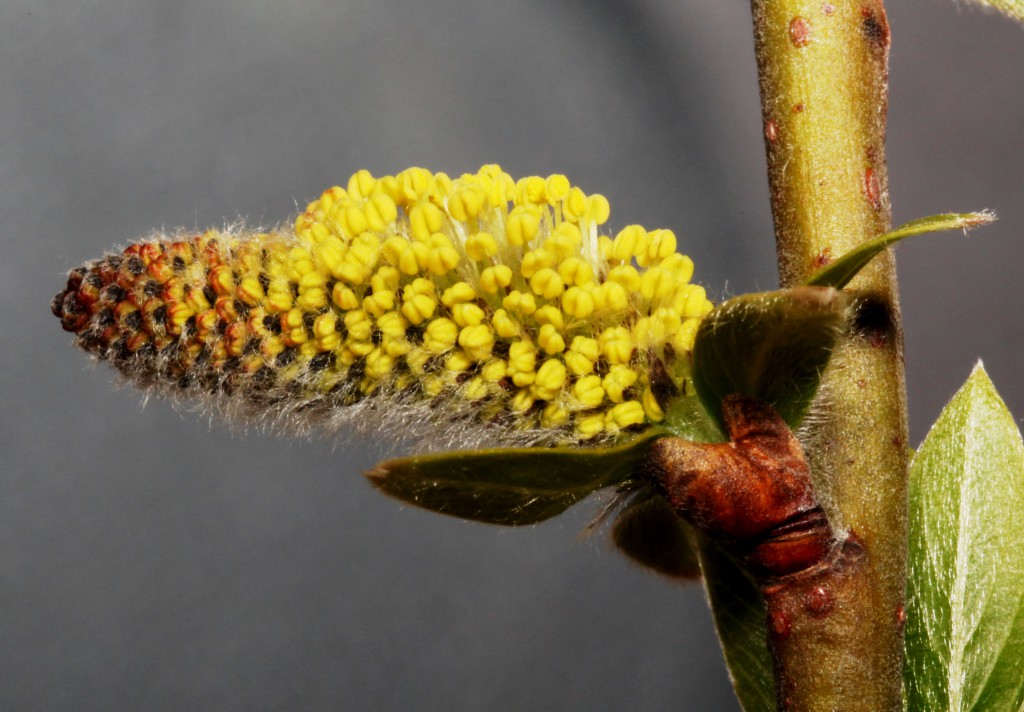 Når den hannlige Salix-blomsten har samlet nok solvarme ved hjelp av den lyse pelsen, tyter de gule støvbærerne frem i store mengder. Da er det endelig mat å finne for de unge humledronningene som vålner etter vinteren. Foto: Tor Bollingmo.