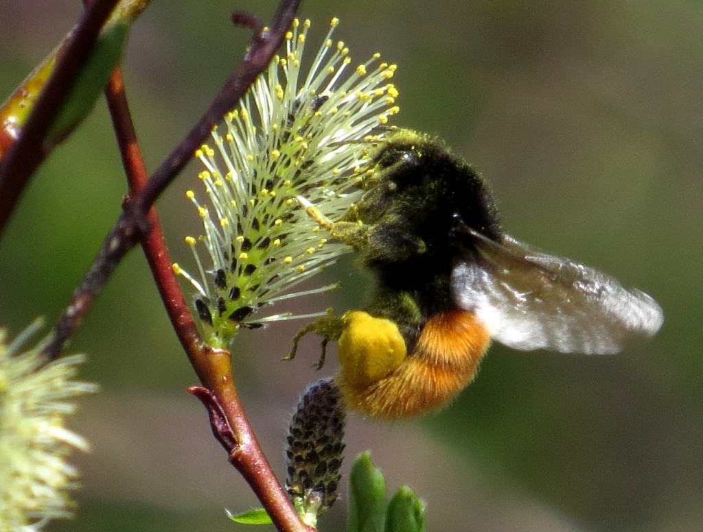 Ei diger alpehumle dronning hadde samlet så mye pollen på bakleggene at den var blitt baktung i flukt. Foto: Tor Bollingmo.