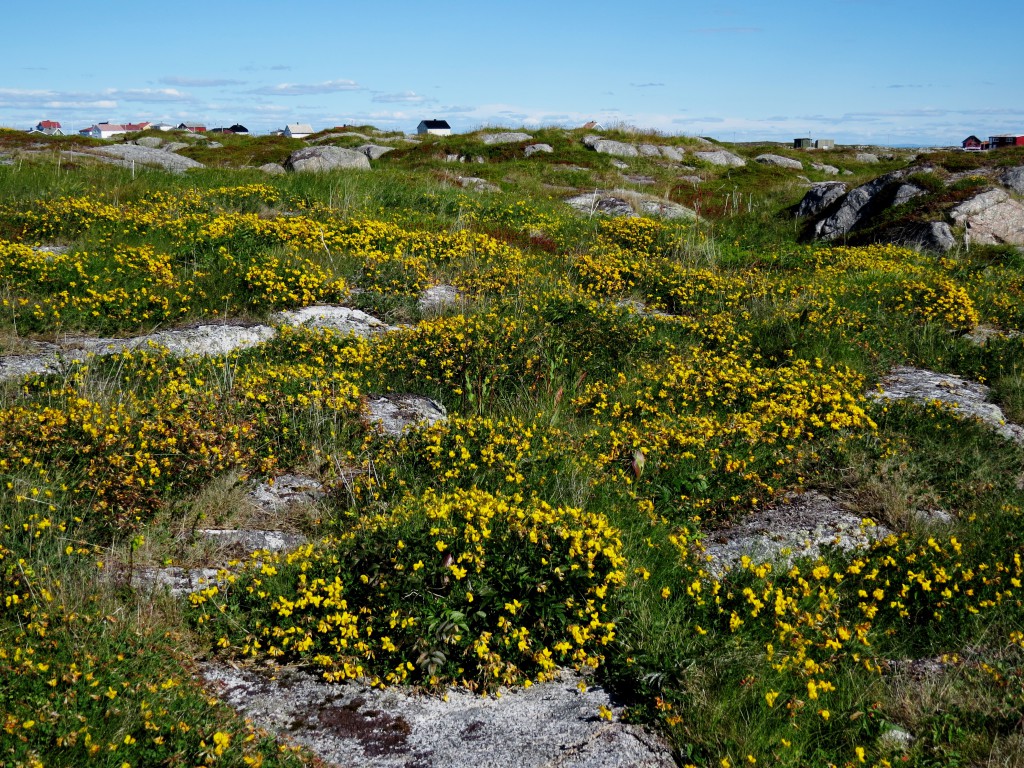 Kystlyngheiene har et voldsomt blomsterflor midtsommers. På øyværet Gjæsingen i Frøya kommune domineres mange områder av blomstrende tiriltunge i månedsskiftet juni - juli. Foto: Tor Bollingmo.