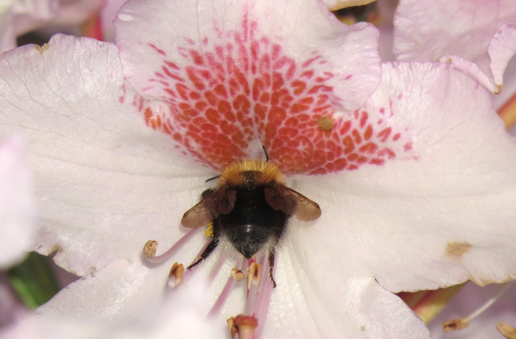 Blomsten hos Rhododendron bruker både form, farge, duft og mønster for at humla skal finne belønningen så raskt som mulig. Foto: Tor Bollingmo.